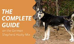 Complete guide on german shepherd husky mix