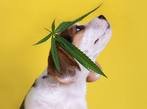 CBD For Pets: Will CBD Cause My Dog to Get High? | Innovet Pet