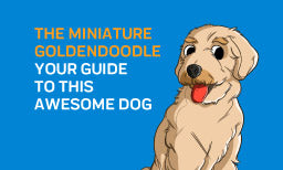 The Miniature Goldendoodle - Your Guide To This Awesome Dog