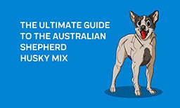 The Ultimate Guide to the Australian Shepherd Husky Mix