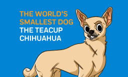 The World's Smallest Dog - The Teacup Chihuahua