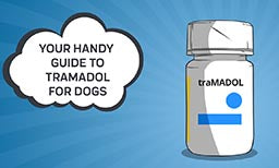 Your Handy Guide To Tramadol For Dogs