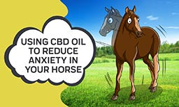 How CBD Oil Can Reduce Horse Anxiety