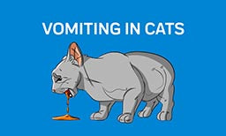 cat vomitting