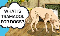 what is tramadol for dogs?