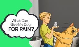 what can i give my dog for pain