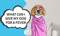 fever in dogs?