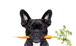 What Fruits and Vegetables Can Dogs Eat?