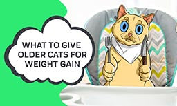 give older cats for weight gain