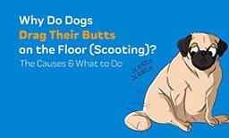 why dogs drag butts on floor