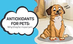 Why are Antioxidants Important for Pets