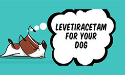 Your Guide To Levetiracetam For Your Dog