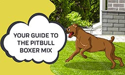 Guide to pitbull boxer mix