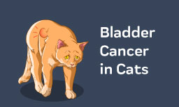 Bladder Cancer in Cats