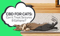 cbd for cat seizures and epilepsy