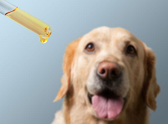 How to give cbd to a dog