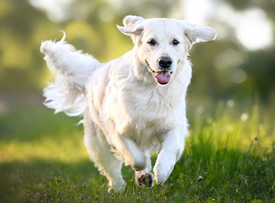 CBD may relieve dog pain