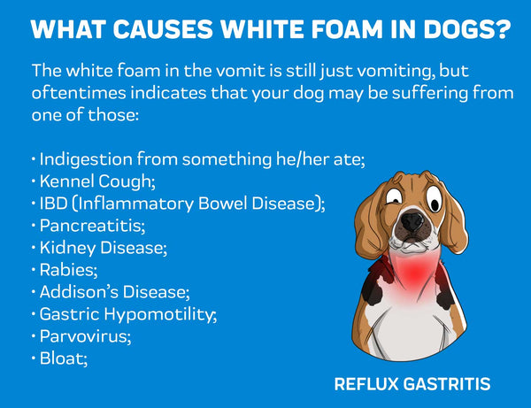 dog sick white foam uk