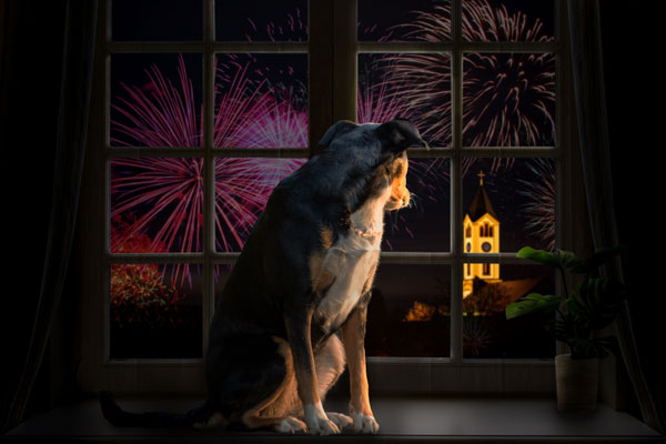 Dogs with Fireworks Anxiety