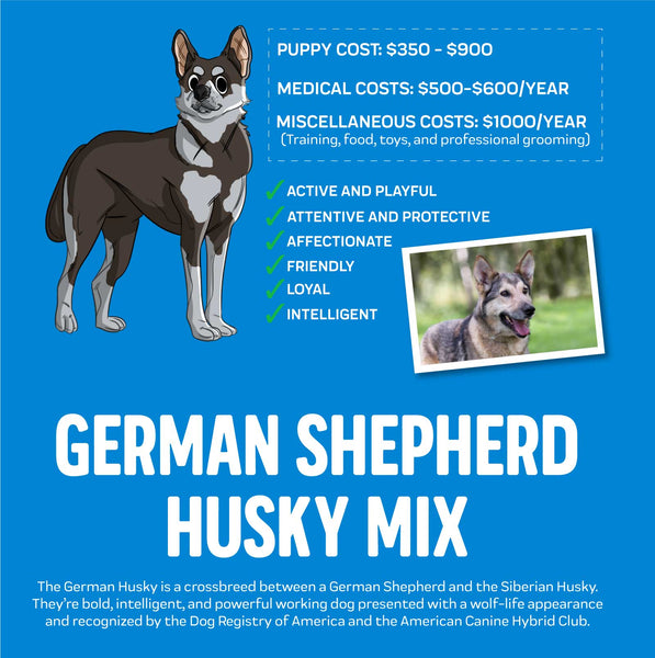 how much does a husky german shepherd mix cost