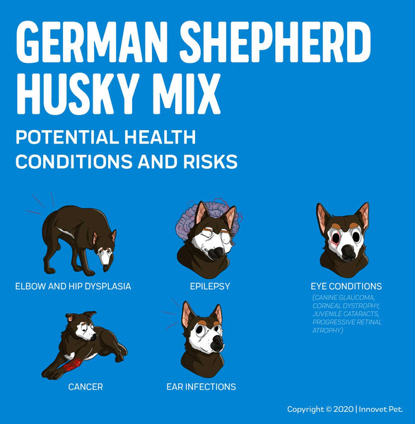 Mélange allemand de husky Sheherd Problèmes de santé potentiels