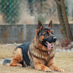 siberian german shepherd puppy