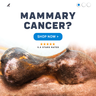 CBD Oil for Dog Mammary Cancer