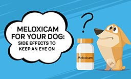 Meloxicam For Your Dog: Side Effects To Keep An Eye On
