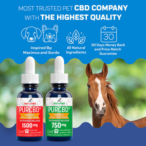 CBD Oil for Horses to reduce inflammation
