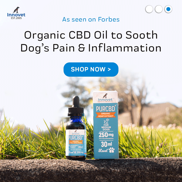 CBD to soothe dog pain