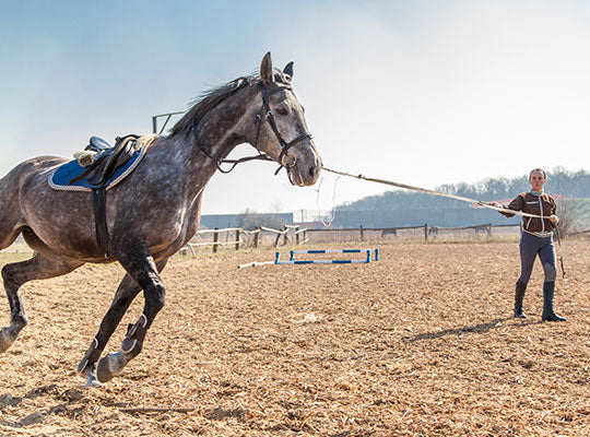 How CBD Oil Can Reduce Horse Anxiety | Innovet Pet