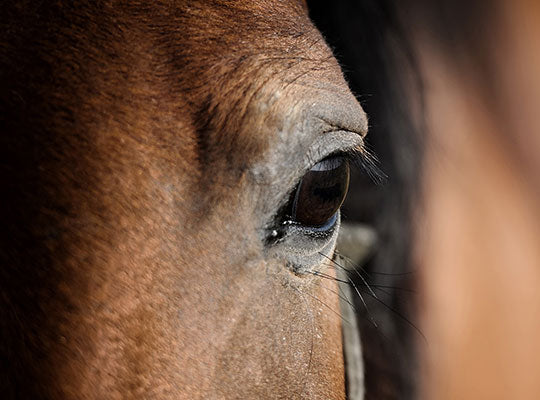 How CBD Oil Can Reduce Horse Anxiety | Innovet Pet