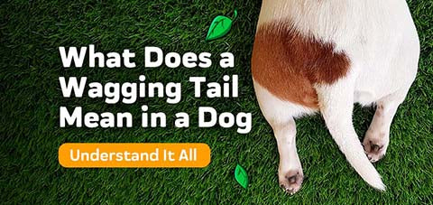 what does a dog wagging its tail mean?