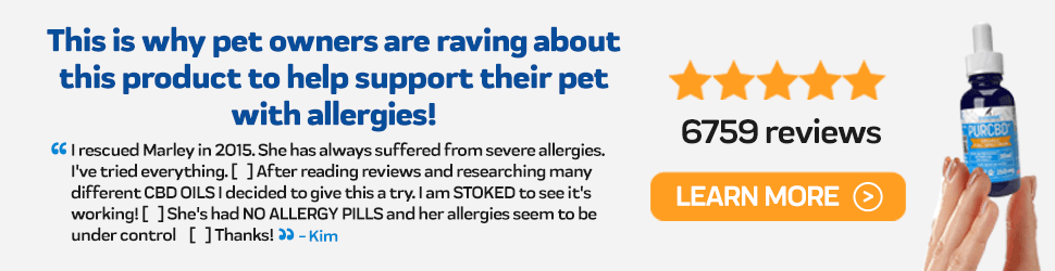 how much zyrtec can you give a dog for allergies