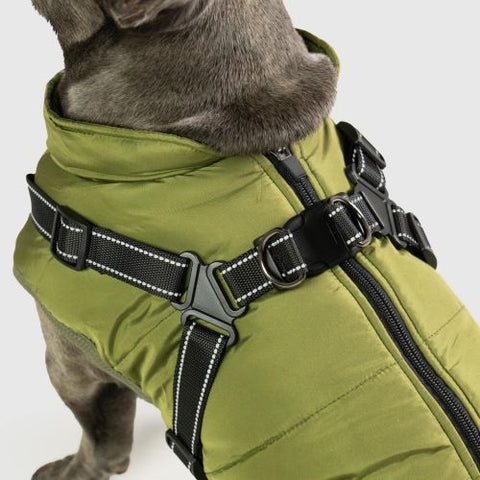 dog with green vest