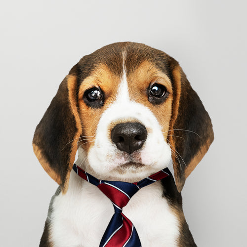 business-beagle-puppy-wearing-tie.jpg__PID:38462a53-5ed9-42df-a393-729949e55f61