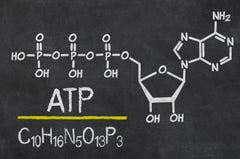 ATP - Adenosintriphosphat - Rocka Nutrition