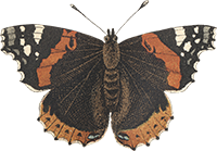 Butterflies_Vol02_08_-_Red_Admiral_Vanessa_Atalanta