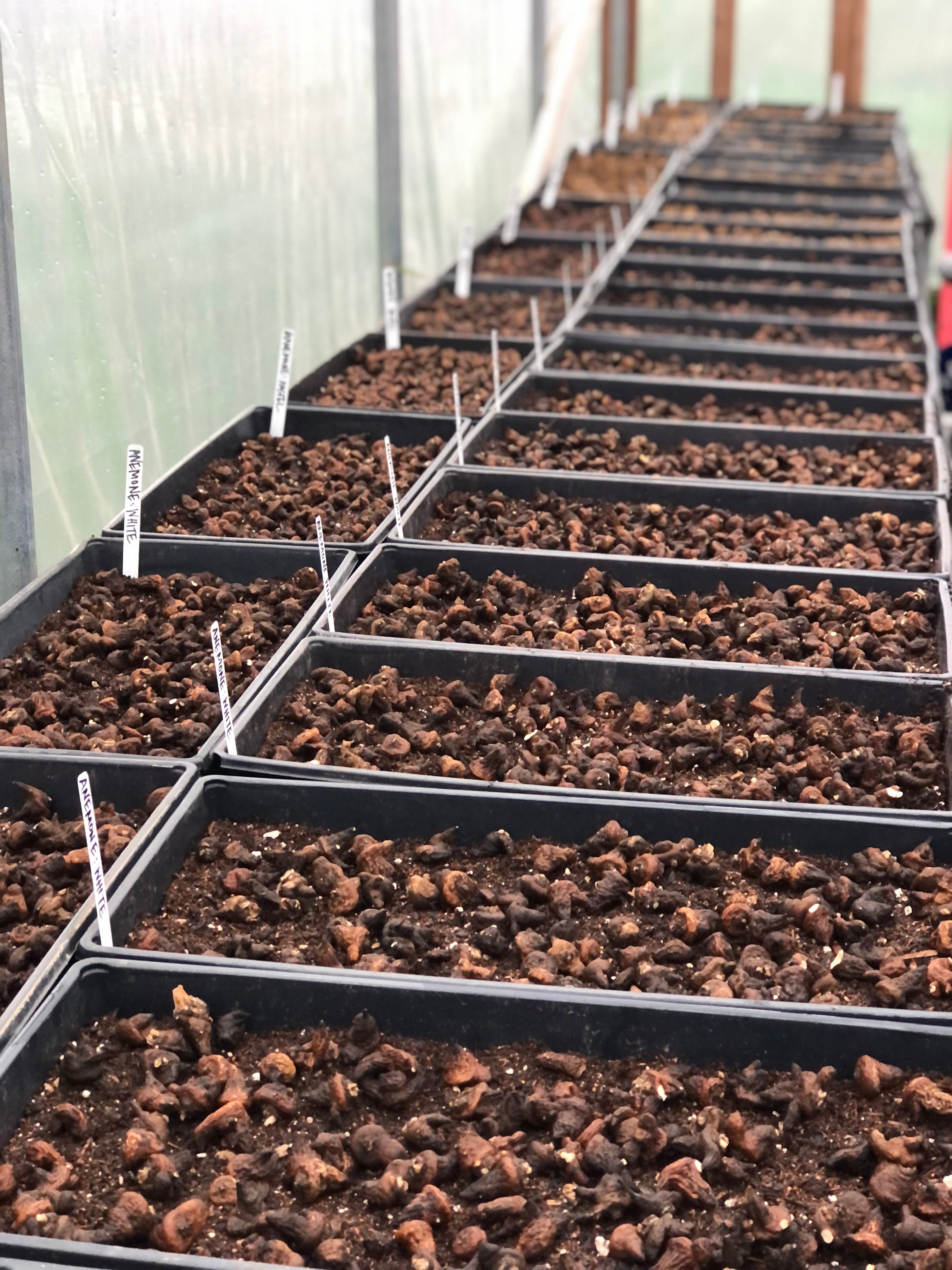 Planting anemone corms in trays