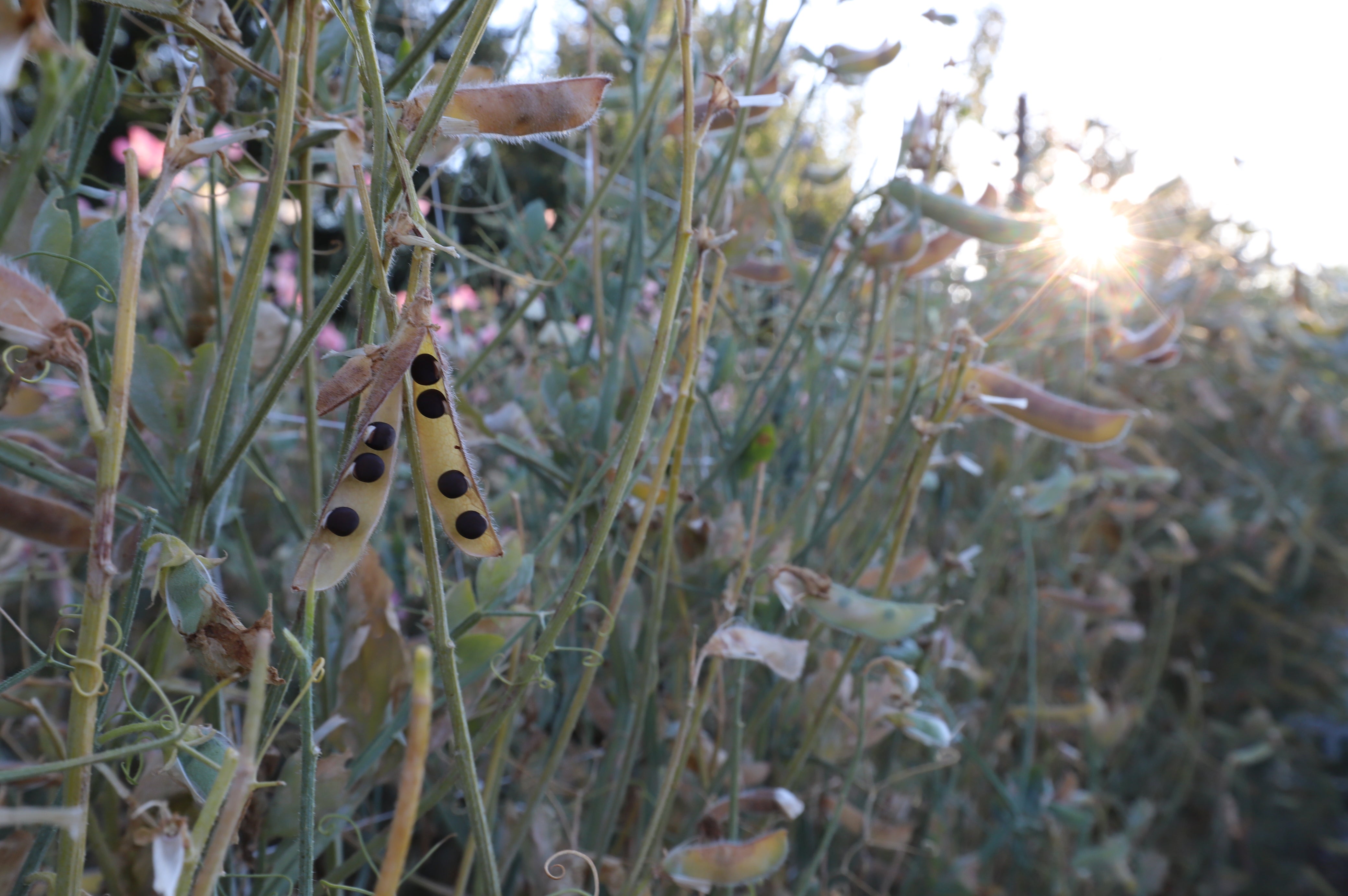 When to Harvest Sweet Pea Seeds by the Farmhouse Flower Farm