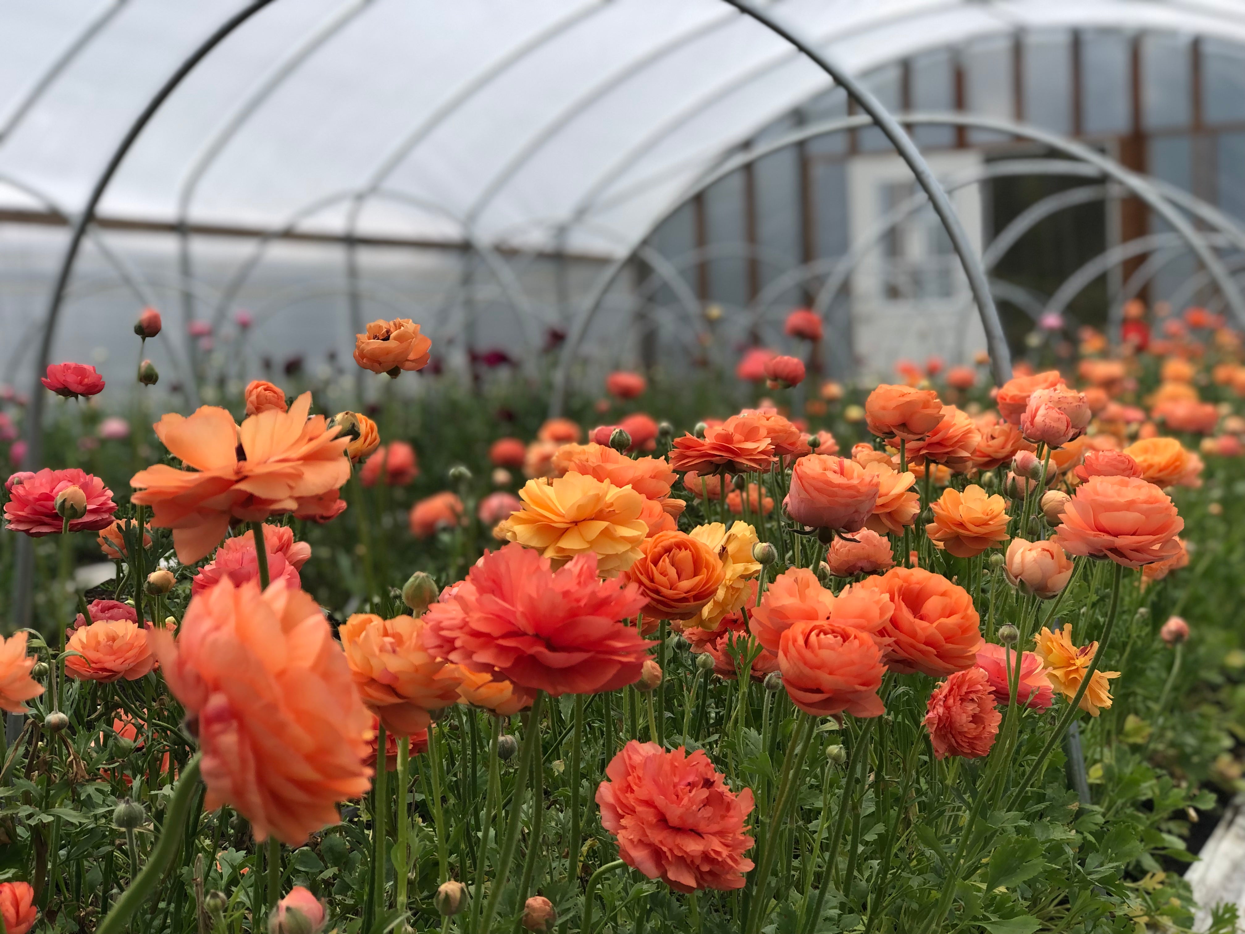 Growing ranunculus in hoops