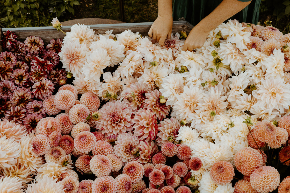 How to grow beautiful dahlias The Farmhouse Flower Farm Washington