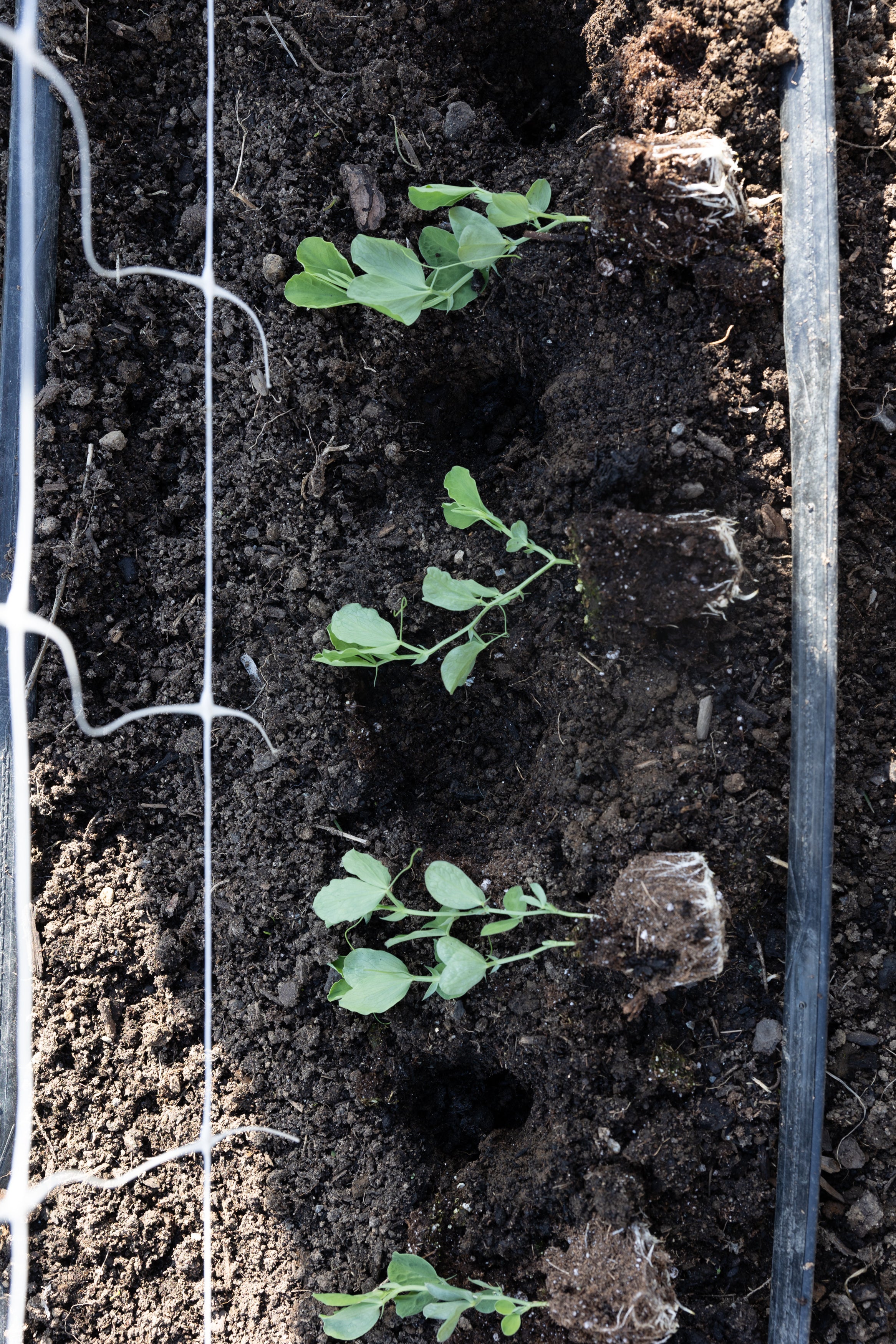Sweet Pea Spacing for Planting How to Grow Sweet Peas
