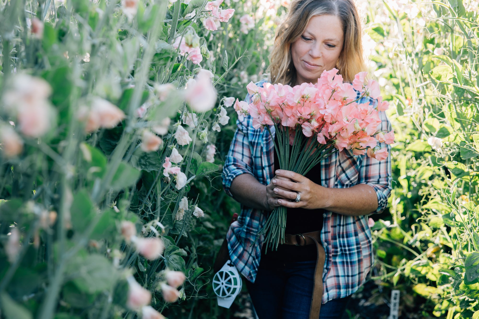 Grow Sweet Peas