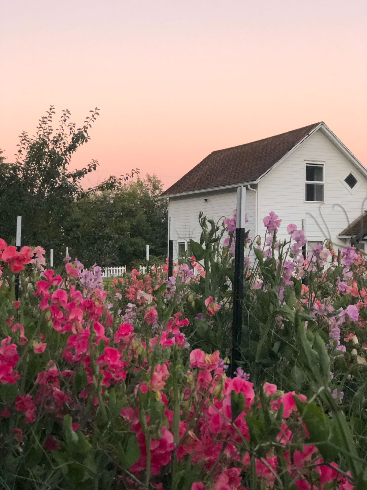 Farmhouse Flower Farm Growing Sweet Peas