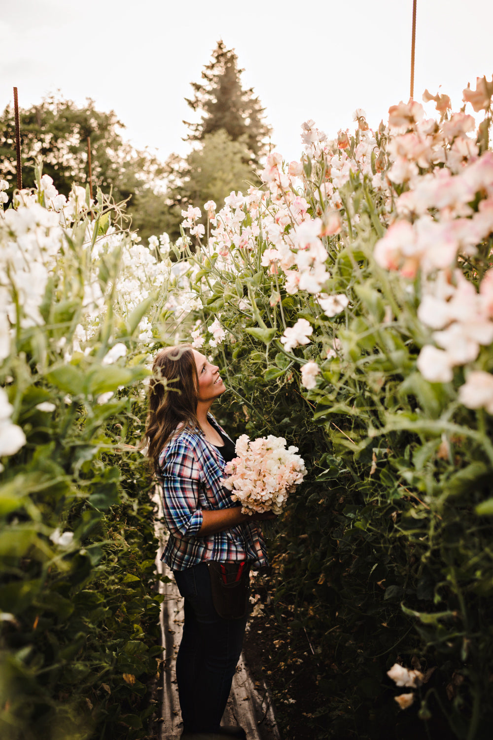 Grow Sweet Peas