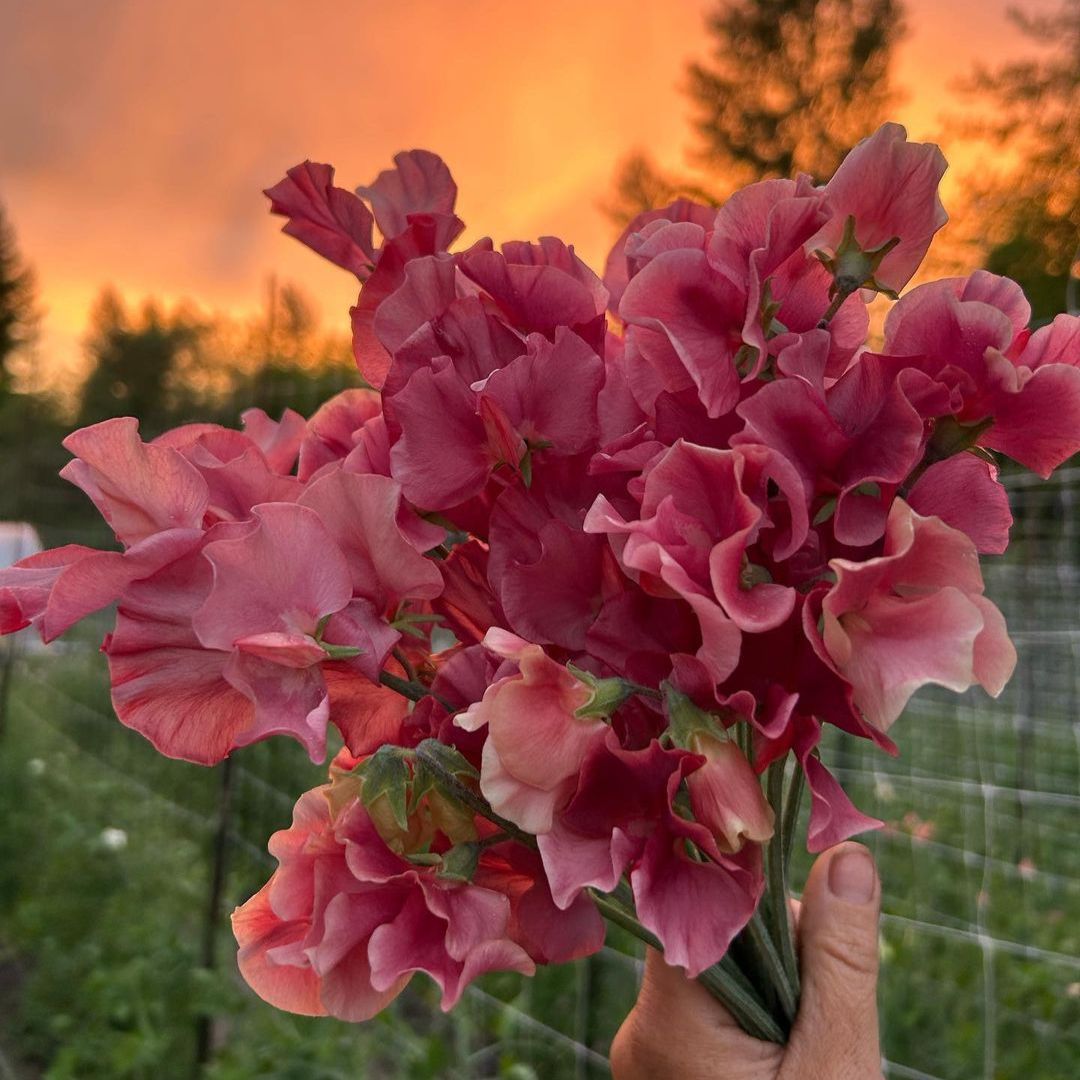 Sweet Pea King's Ransom