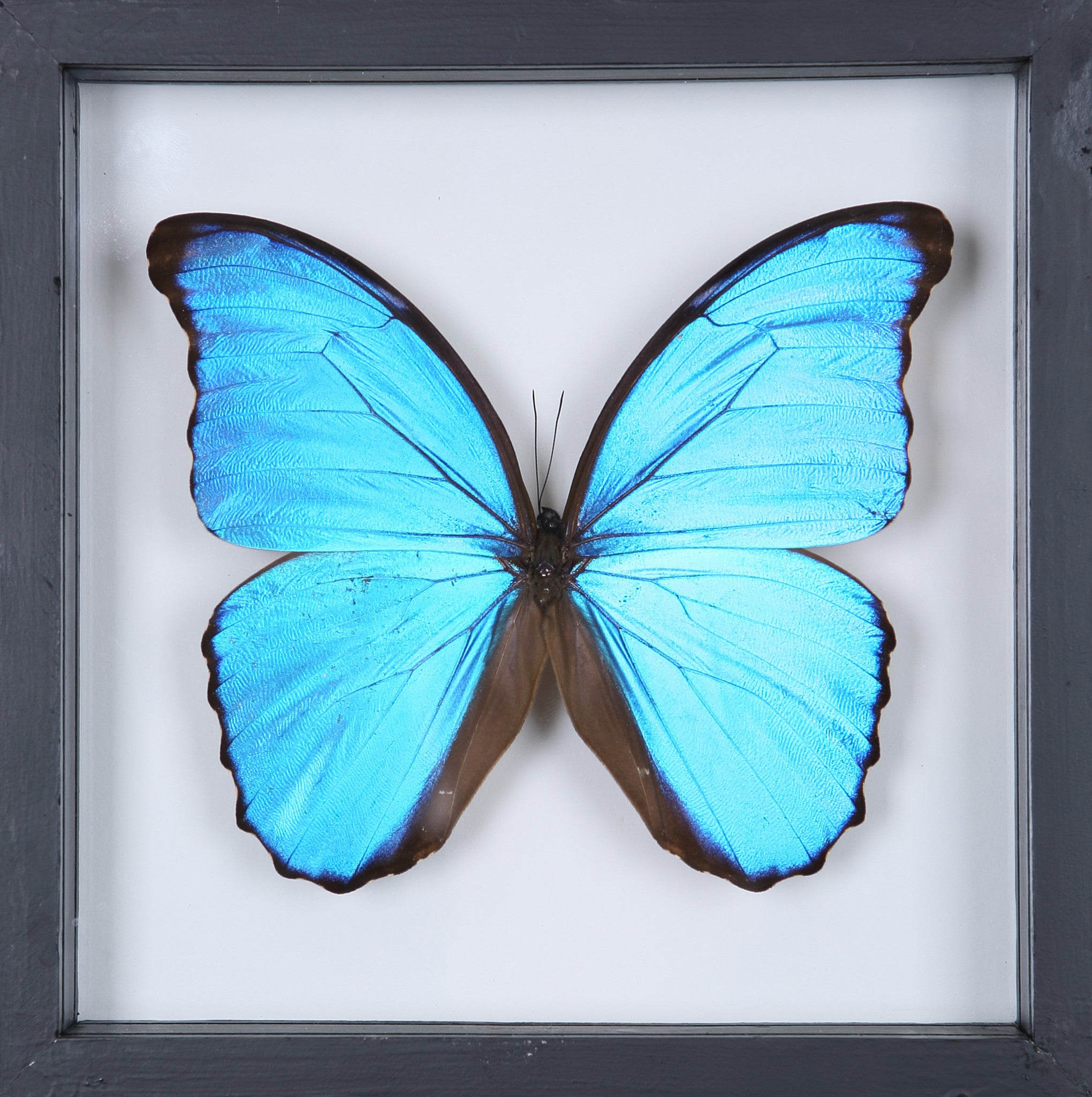 Морфо Дидиус (Morpho Didius)