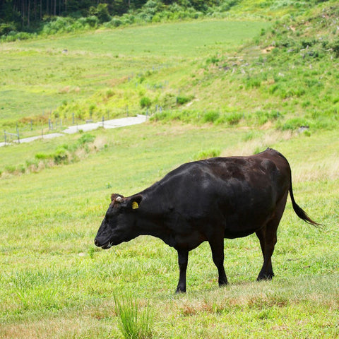 Ganado Wagyu CRoss