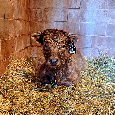 micro miniature highland bull